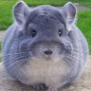 Meet your Posher, Will